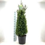 Ilex crenata 'Caroline Upright'