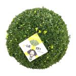 Ilex crenata Dark Green, bol
