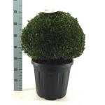 Ilex crenata Dark Green, bol