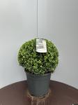 Ilex crenata Dark Green, bol