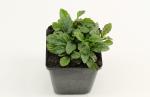 Ajuga reptans