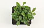 Ajuga reptans