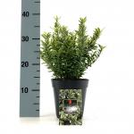 Euonymus jap. 'Microphyl. Aureovar'