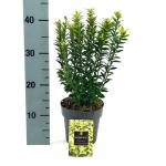 Euonymus jap. 'Microphyl. Aureovar'