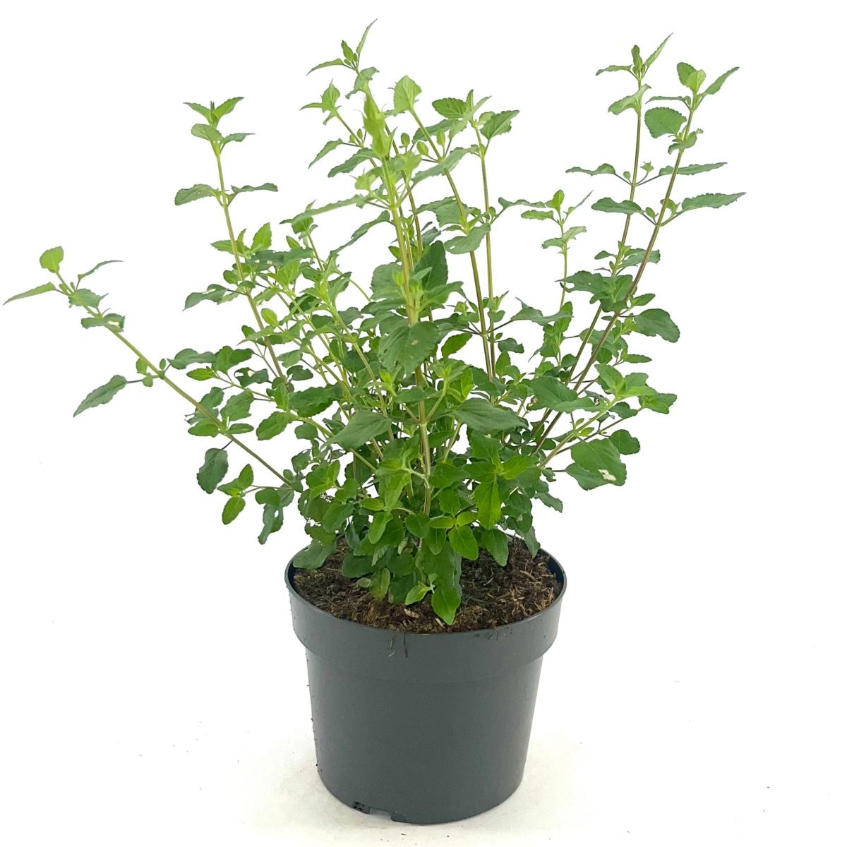 Salvia micr. 'Hot Lips'