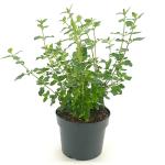 Salvia micr. 'Hot Lips'