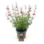 Salvia micr. 'Hot Lips'