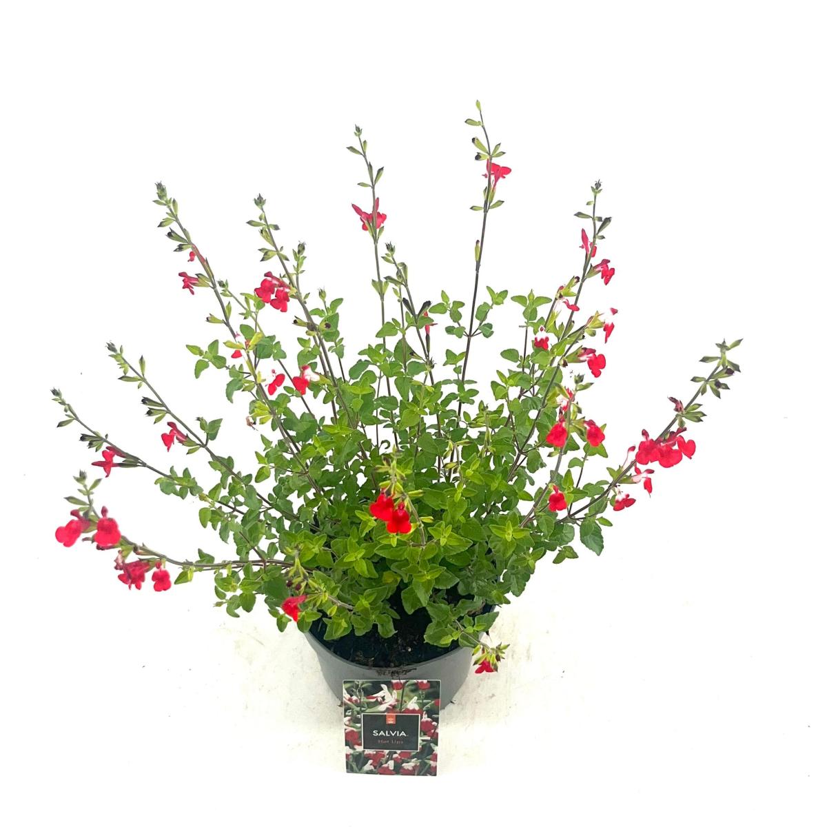 Salvia micr. 'Hot Lips'