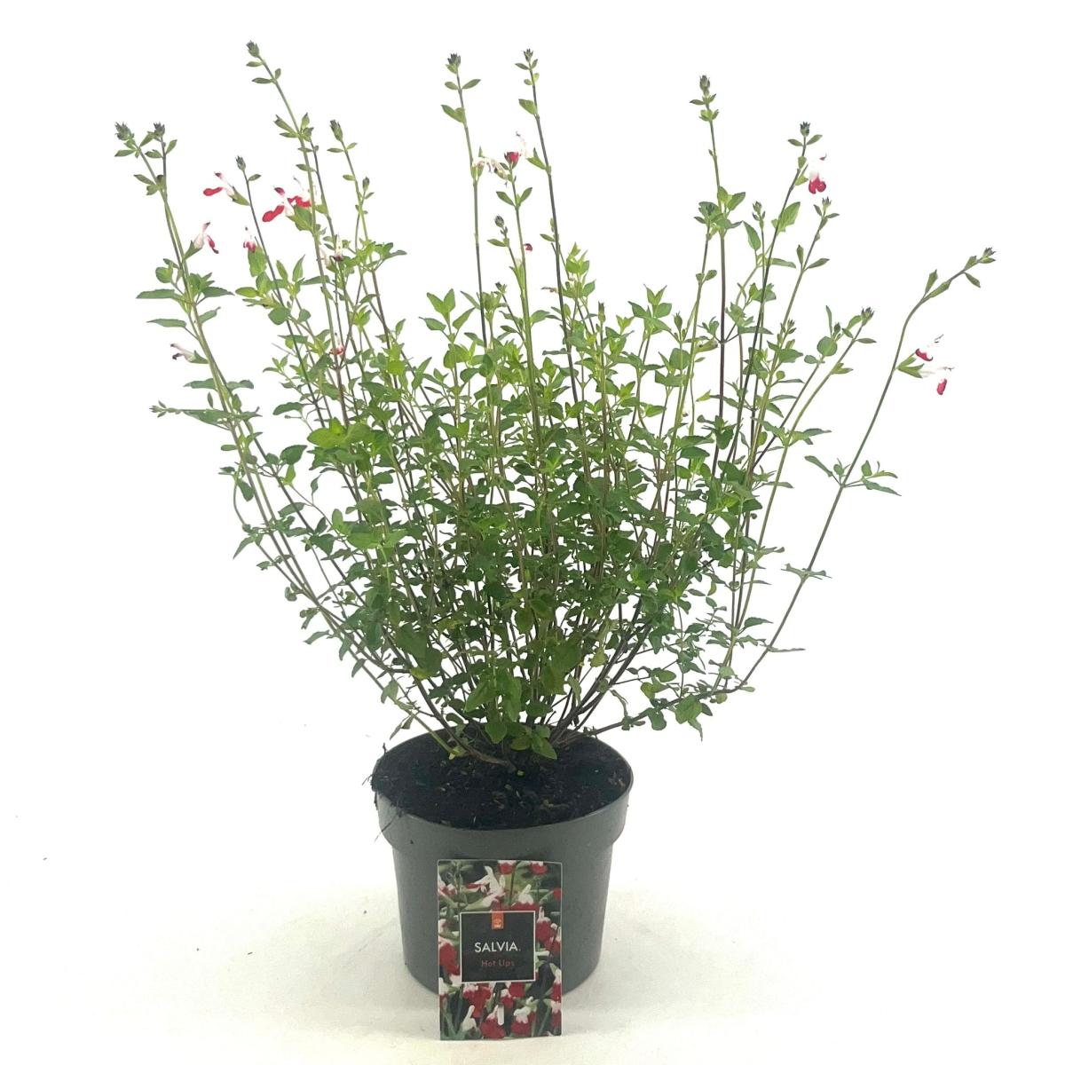 Salvia micr. 'Hot Lips'
