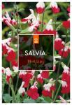 Salvia micr. 'Hot Lips'