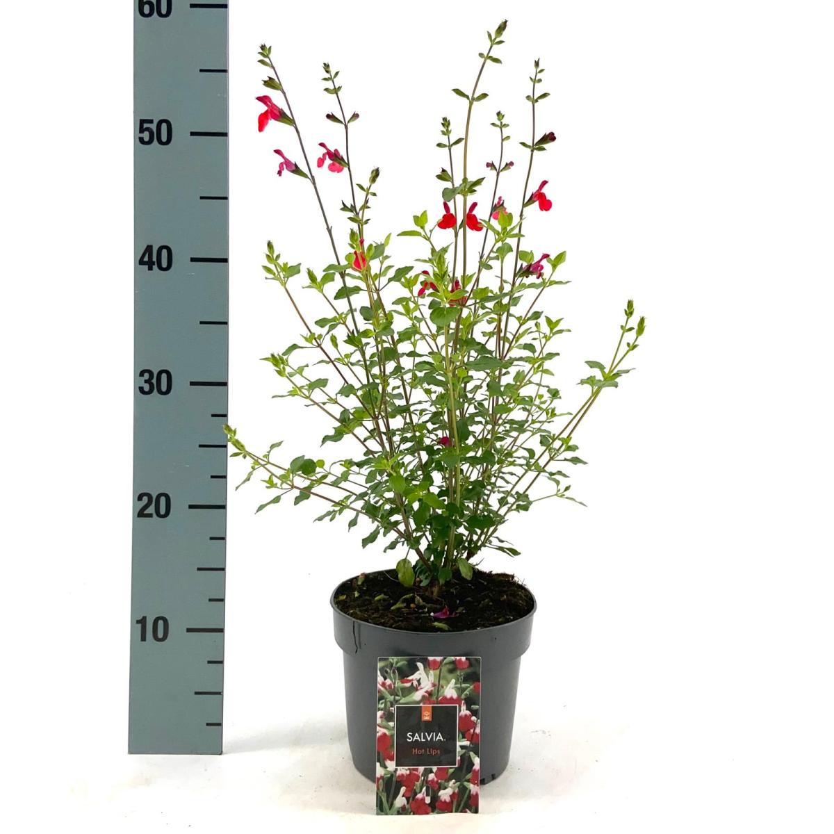 Salvia micr. 'Hot Lips'