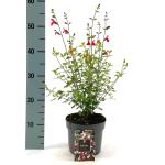Salvia micr. 'Hot Lips'