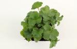 Alchemilla erythropoda