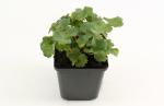 Alchemilla erythropoda