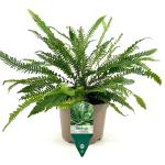 Blechnum spicant