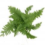 Dryopteris af. 'Crispa'