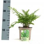 Dryopteris af. 'Crispa'