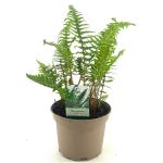 Dryopteris af. 'Pinderi'