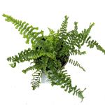 Dryopteris f.-m. 'The King'