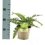 Dryopteris f.-m. 'The King'