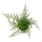 Dryopteris f.-m. 'Lin. Polydactyla'