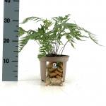 Dryopteris lepidopoda