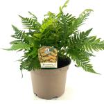 Dryopteris lepidopoda