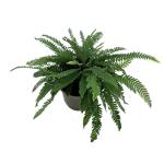 Dryopteris lepidopoda
