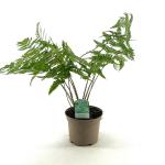 Dryopteris remota