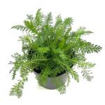 Achillea m. 'Apfelblüte'
