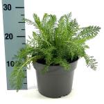 Achillea m. 'Apfelblüte'
