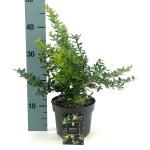 Berberis frikartii 'Amstelveen'