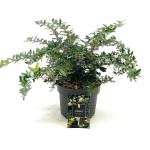 Berberis frikartii 'Amstelveen'
