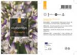 Agapanthus Fireworks