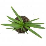 Agapanthus Fireworks
