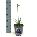 Agapanthus 'Charlotte'