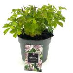 Astrantia 'Buckland'