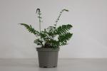 Dryopteris cycadina