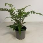 Polystichum polyblepharum