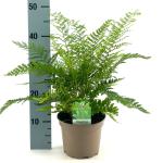 Polystichum setiferum