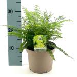 Polystichum set. 'Herrenhausen'