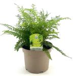 Polystichum set. 'Herrenhausen'