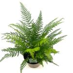 Polystichum set. 'Proliferum'