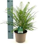 Polystichum set. 'Proliferum'