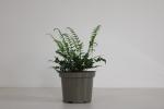 Polystichum tsussimense