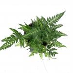 Rumohra adiantiformis 'Variegata'