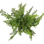 Dryopteris f.-m. 'The King'