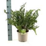 Dryopteris f.-m. 'The King'