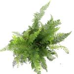 Polystichum set. 'Proliferum'