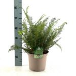 Polystichum set. 'Proliferum'